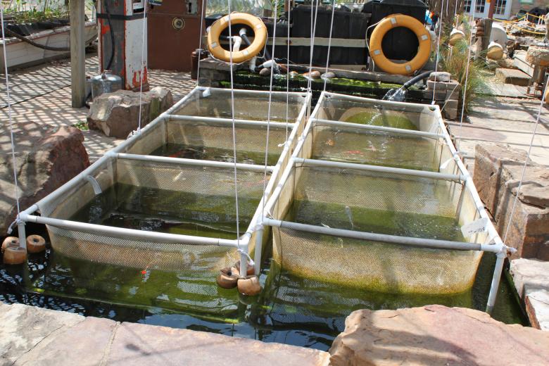 Free stock image of Fish Farming in Thailand created by Val Lawless