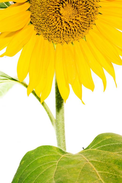 Free stock image of Sunflower  created by 2happy