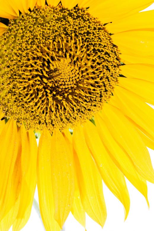 Free stock image of Sunflower  created by 2happy