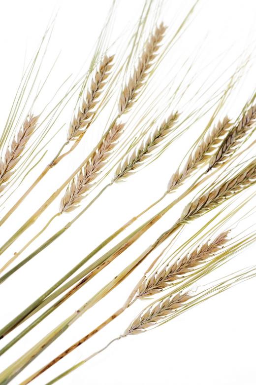 Free stock image of wheat created by 2happy