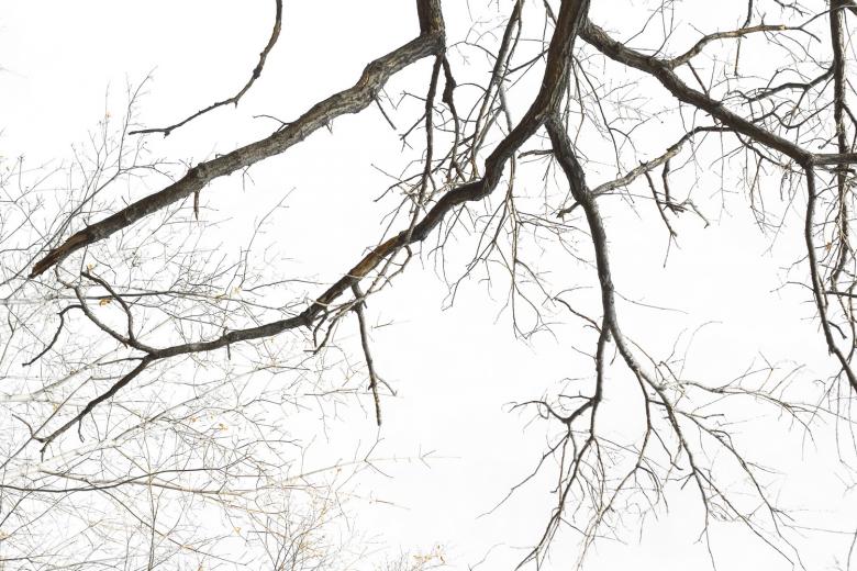 Free stock image of tree  created by 2happy