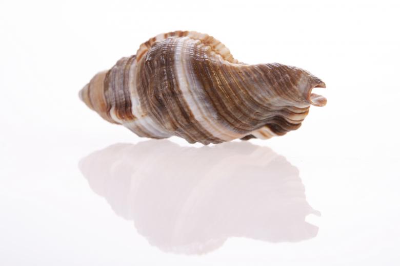 Free stock image of Seashell  created by 2happy