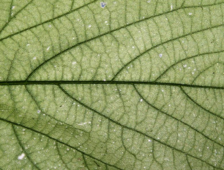 Free stock image of Detailed Leave Texture created by Free Texture Friday