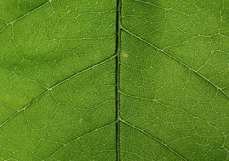 Free stock image of Detailed Leave Texture created by Free Texture Friday