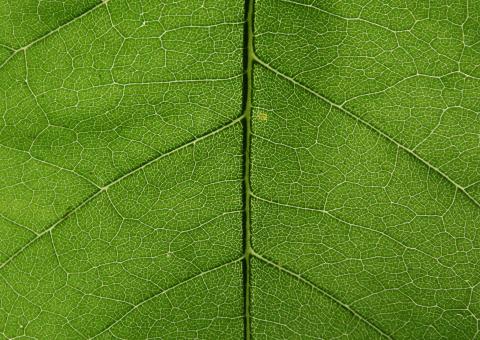 Free Stock Photo of Detailed Leave Texture