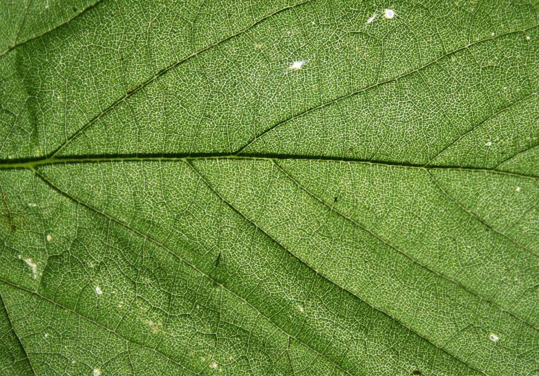 Free stock image of Detailed Leave Texture created by Free Texture Friday
