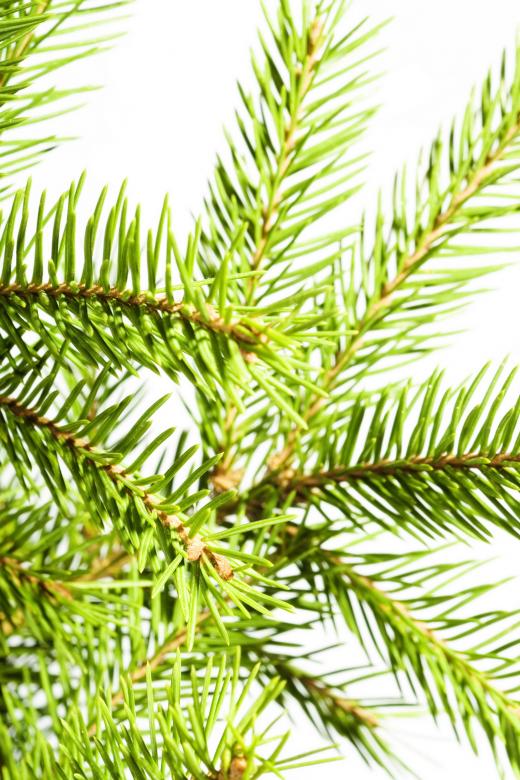 Free stock image of Pine branches created by 2happy