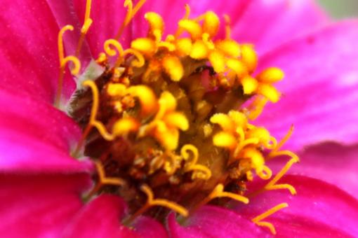 Free Stock Photo of Zinnia flower closeup