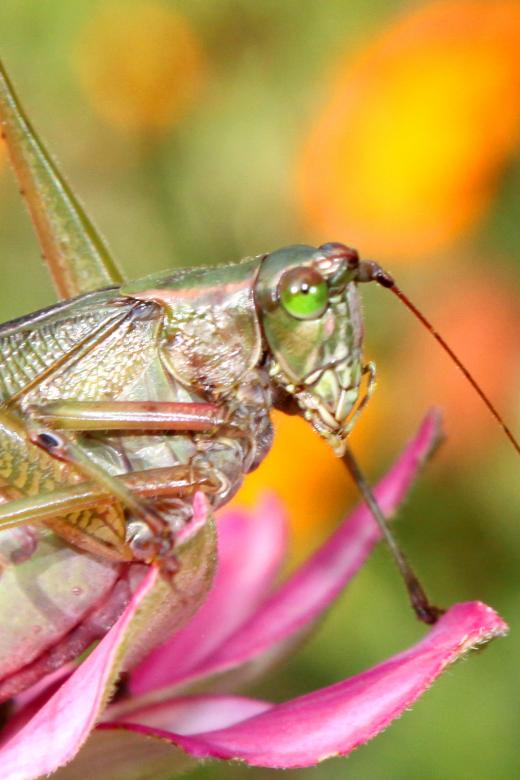Free stock image of Grasshopper on a flower created by Val Lawless