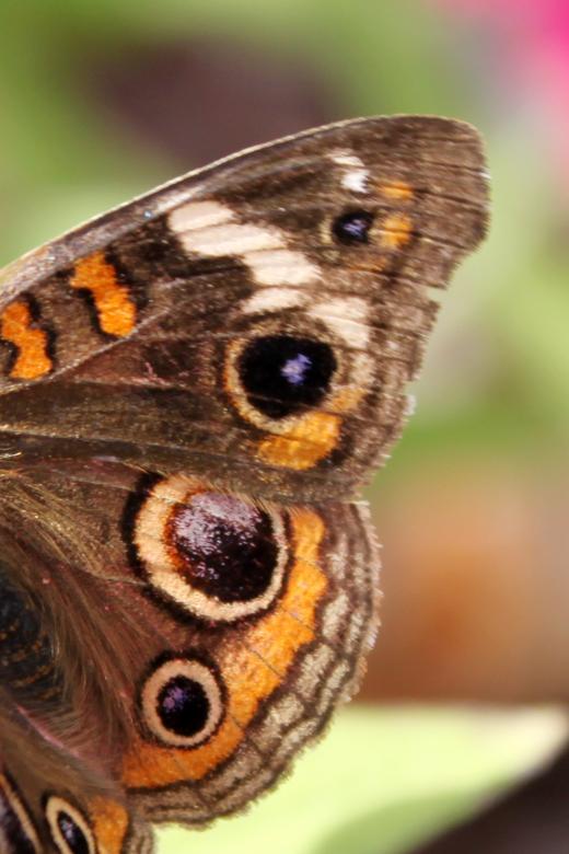 Free stock image of Closeup of a wing created by Val Lawless