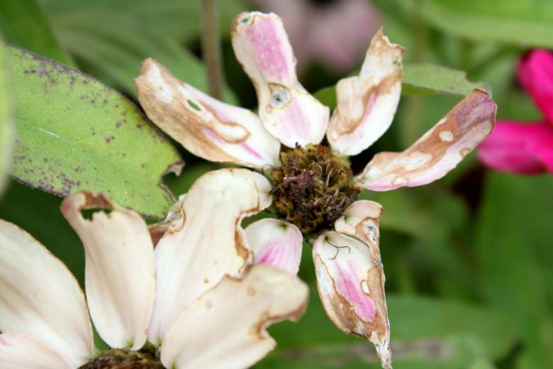 Free stock image of Dry zinnia created by Val Lawless