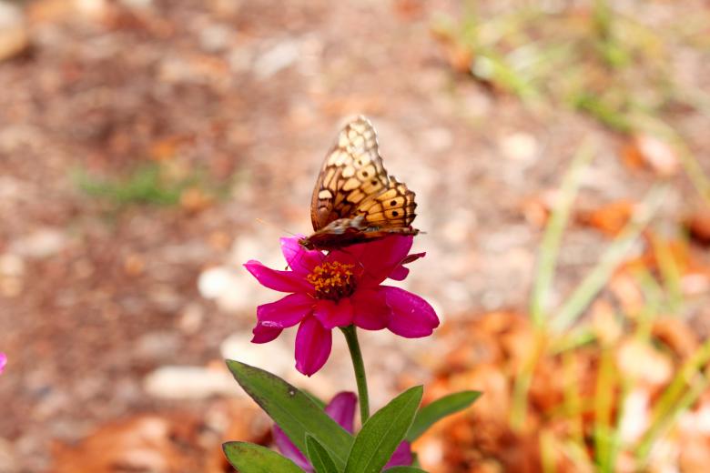 Free stock image of Flower with butterfly created by Val Lawless