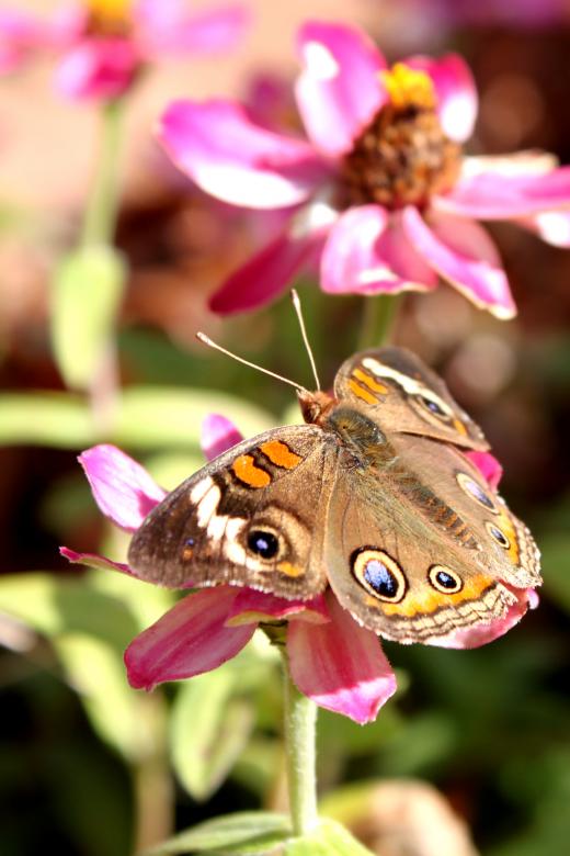 Free stock image of Flower with butterfly created by Val Lawless