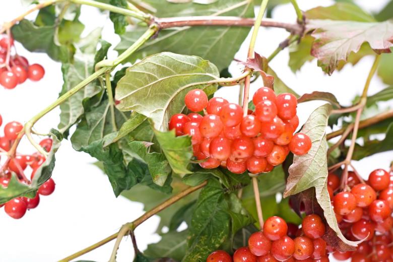 Free stock image of red berries created by 2happy