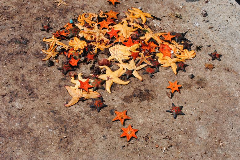 Free stock image of Starfish created by Gily Tenorio