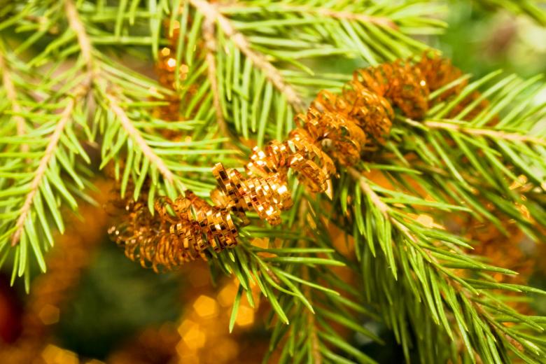 Free stock image of christmas-tree created by 2happy