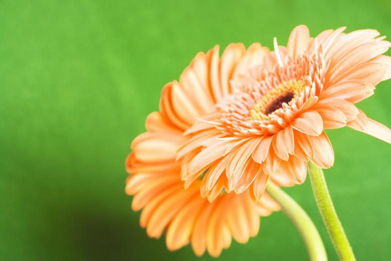 Free stock image of Beautiful Flower Background created by 2happy