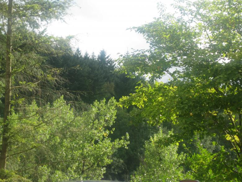 Free stock image of Trees and Bushes created by eh_8