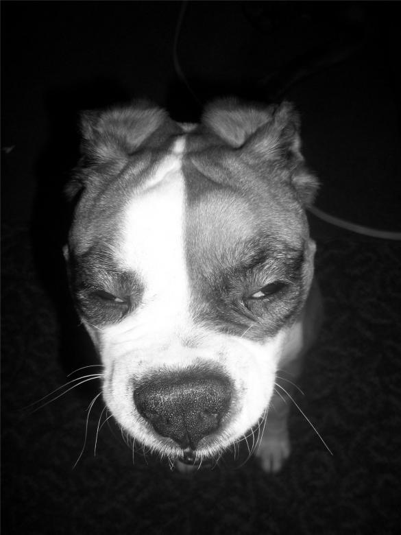 Free stock image of Doggone Tired created by Nature Girl