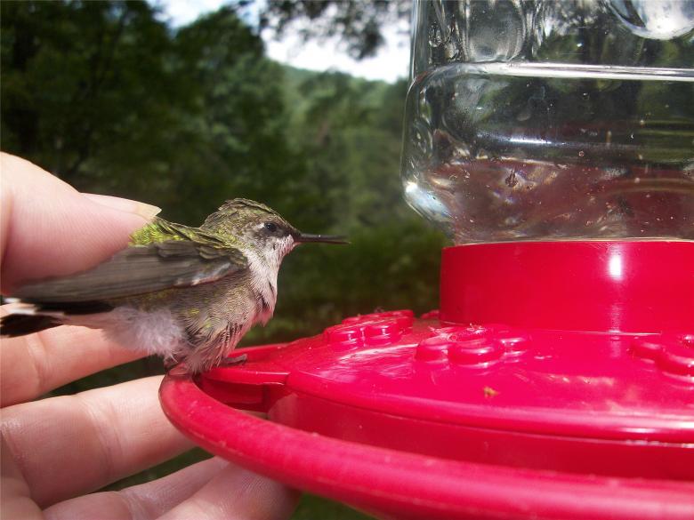 Free stock image of A Bird In The Hand created by Nature Girl