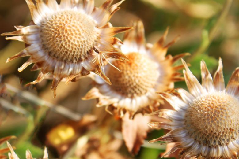 Free stock image of Dry flower created by Val Lawless