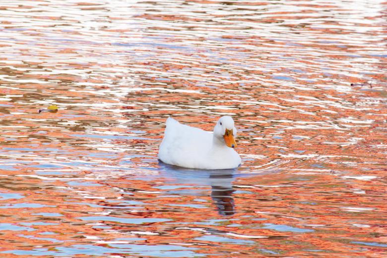 Free stock image of Duck created by Val Lawless