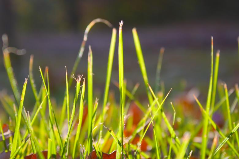 Free stock image of Grass created by Val Lawless