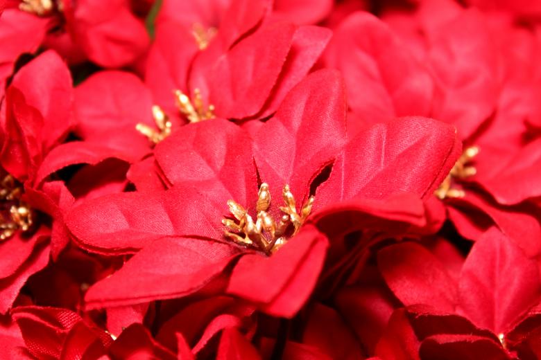Free stock image of Red poinsettia created by Val Lawless