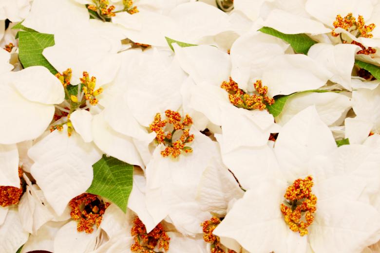 Free stock image of White Christmas flowers created by Val Lawless