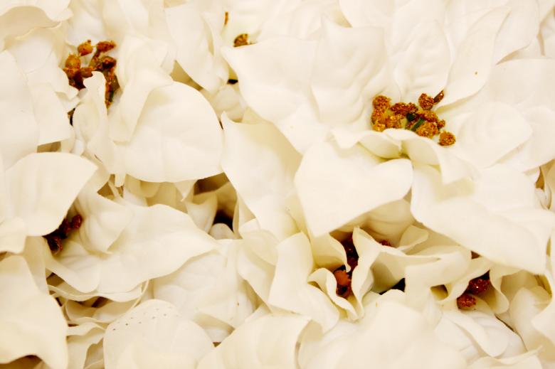 Free stock image of White poinsettia created by Val Lawless