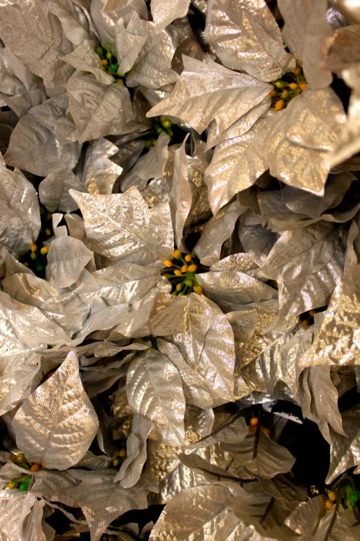 Free stock image of Silver poinsettia created by Val Lawless