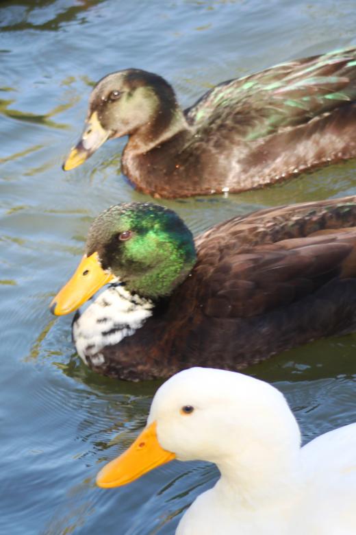 Free stock image of Ducks created by Val Lawless
