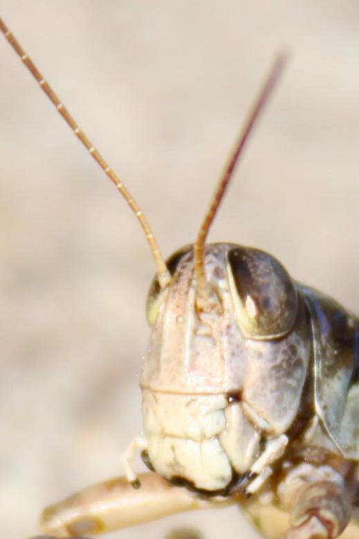 Free stock image of Grasshopper created by Val Lawless