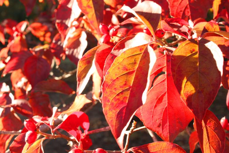 Free stock image of Red Leaves created by Val Lawless