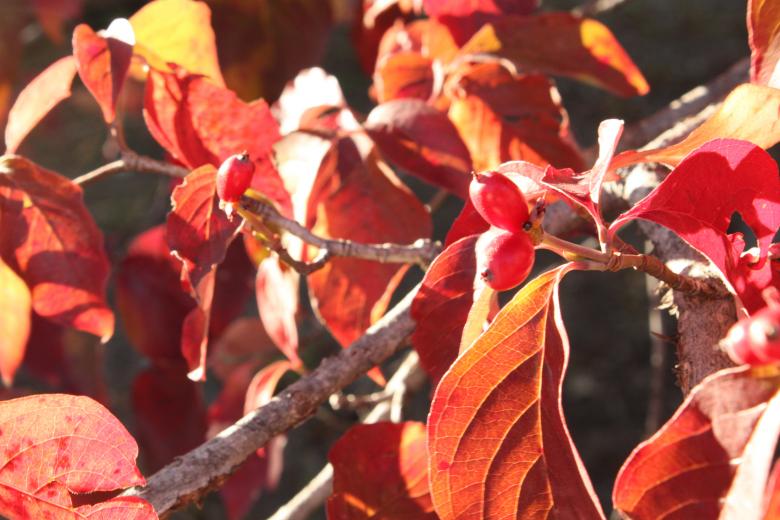 Free stock image of Red Leaves created by Val Lawless