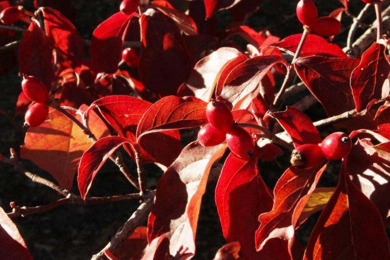 Free stock image of Red Leaves created by Val Lawless
