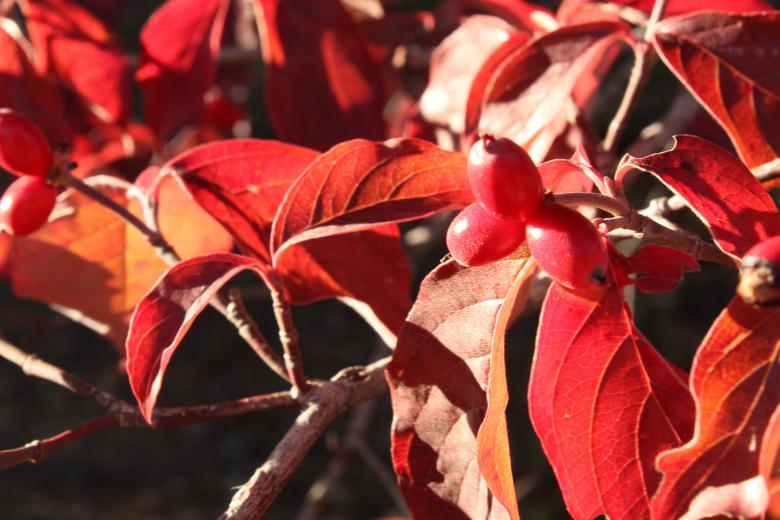 Free stock image of Red Leaves created by Val Lawless