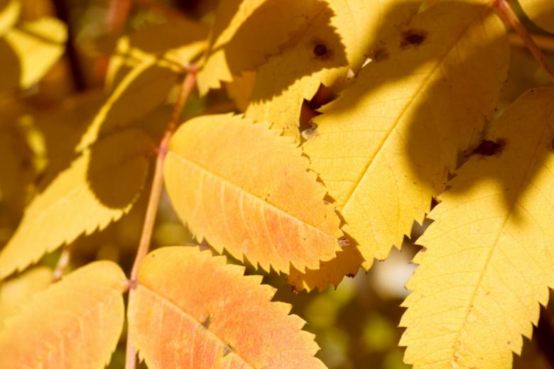 Free stock image of leaves  created by 2happy