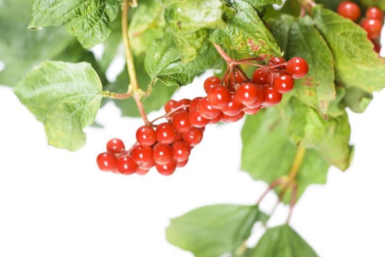 Free stock image of berries  created by 2happy