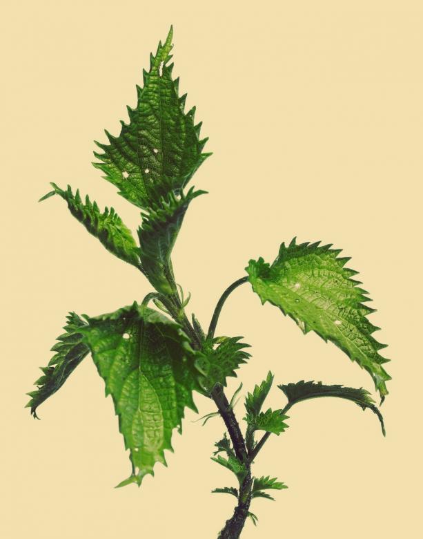 Free stock image of Nettle created by 2happy