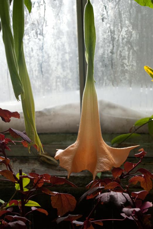 Free stock image of Flower created by Elizabeth Lehrke