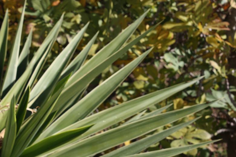 Free stock image of Plant created by diana