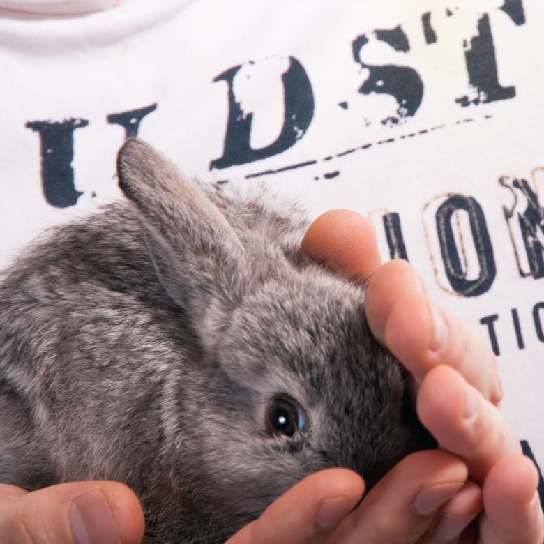 Free stock image of rabbit  created by 2happy