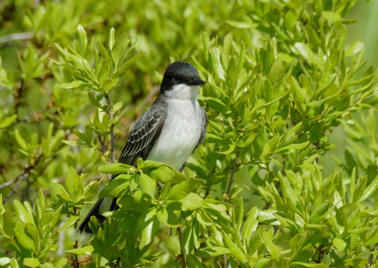 Free stock image of Eastern King Bird created by Bill Carlson