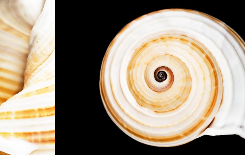 Free stock image of seashell created by 2happy