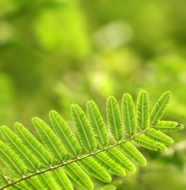 Free stock image of Green leaf created by Janaka Dharmasena