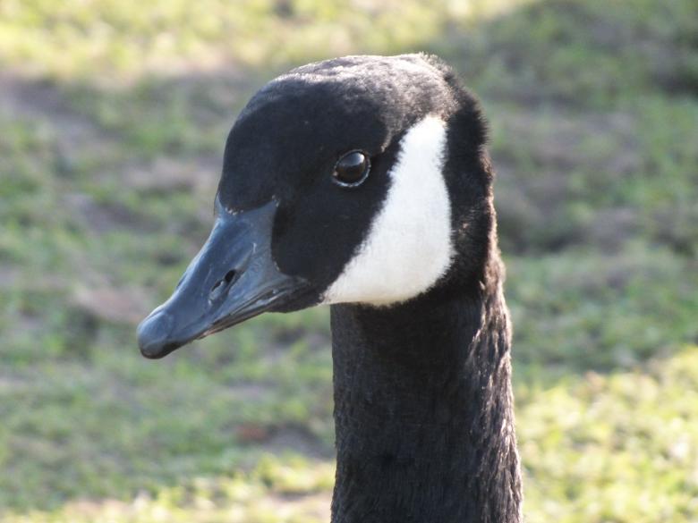 Free stock image of Goose created by Stephan Gerlach