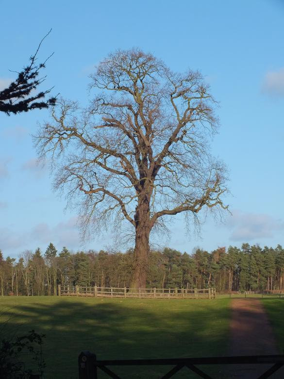 Free stock image of Tree created by Stephan Gerlach