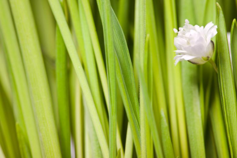 Free stock image of White Flower and Green Grass created by skydie