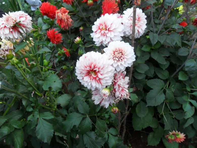Free stock image of white flowers created by v vineet kumar